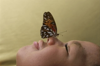 joli papillon